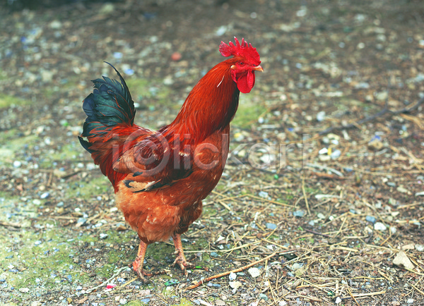 사람없음 JPG 아웃포커스 포토 가축 닭 닭장 동물 야외 양계장 육지동물 조류 주간 척추동물 축사 한마리