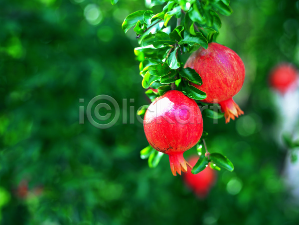 사람없음 JPG 아웃포커스 포토 과일 농작물 매달리기 빨간색 석류 석류나무 야외 여러개 열매 음식 주간 초록색 컬러