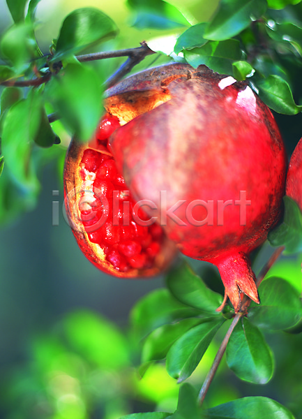 사람없음 JPG 아웃포커스 포토 과일 농작물 매달리기 벌어짐 빨간색 석류 석류나무 알맹이 야외 열매 음식 주간 초록색 컬러 한개
