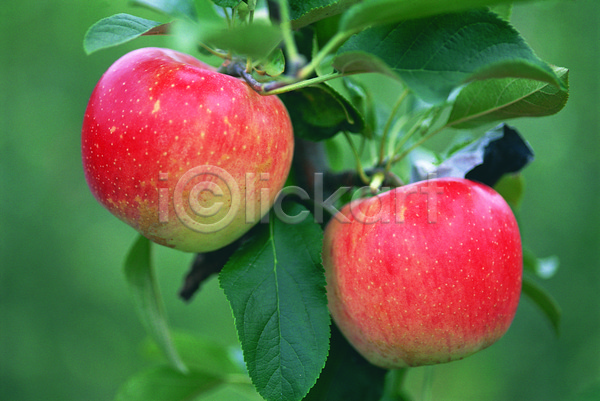 사람없음 JPG 아웃포커스 포토 과일 나뭇잎 농작물 두개 매달리기 빨간색 사과(과일) 사과나무 식물 야외 열매 음식 주간 초록색 컬러