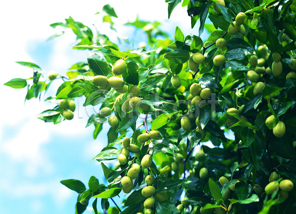 사람없음 JPG 로우앵글 아웃포커스 포토 과일 농작물 다수 대추 대추나무 매달리기 식물 야외 여러개 열매 음식 주간 줄기 초록색 컬러 하늘