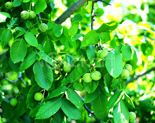 사람없음 JPG 아웃포커스 포토 견과류 다수 매달리기 식물 야외 여러개 열매 음식 잎 주간 줄기 초록색 컬러 호두 호두나무
