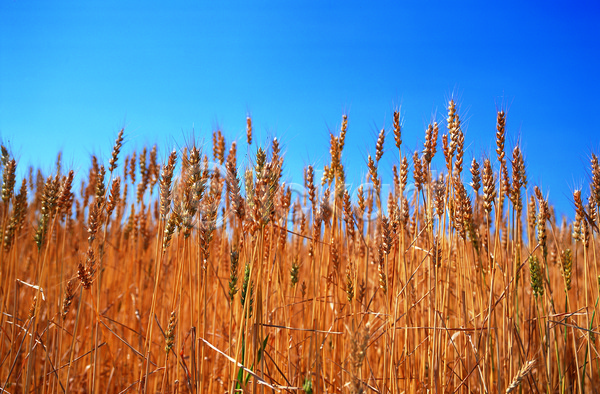 사람없음 JPG 로우앵글 아웃포커스 포토 갈색 곡류 낟알 농작물 밀 밀밭 밭 식물 야외 음식 이삭 잡곡 주간 줄기 컬러 파란색 풀(식물) 풍경(경치) 하늘
