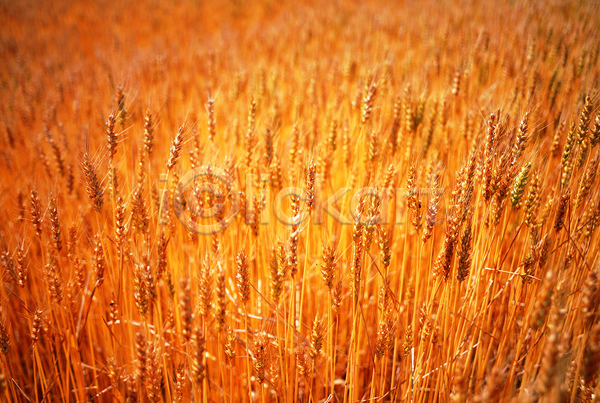 사람없음 JPG 아웃포커스 포토 갈색 곡류 낟알 농작물 밀 밀밭 밭 식물 야외 음식 이삭 잡곡 주간 줄기 컬러 풀(식물) 풍경(경치)