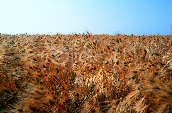 사람없음 JPG 아웃포커스 포토 갈색 곡류 농작물 밭 보리 보리밭 식물 야외 음식 자연 잡곡 주간 컬러 풀(식물) 풍경(경치) 하늘