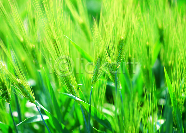 사람없음 JPG 아웃포커스 포토 곡류 농작물 밭 보리 보리밭 식물 야외 음식 자연 잡곡 주간 초록색 컬러 풀(식물) 풍경(경치)