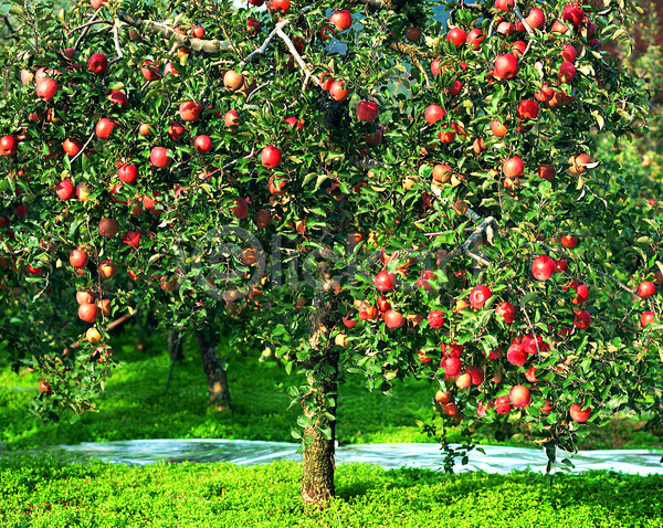 사람없음 JPG 포토 과수원 과일 과일나무 다수 매달리기 빨간색 사과(과일) 사과나무 식물 야외 여러개 열매 음식 주간 초록색 컬러