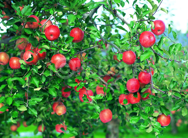 사람없음 JPG 아웃포커스 포토 과수원 과일 과일나무 다수 매달리기 빨간색 사과(과일) 사과나무 식물 야외 여러개 열매 음식 주간 초록색 컬러