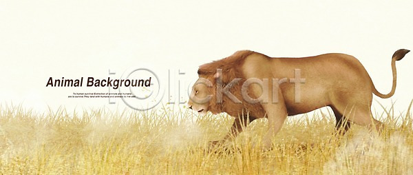 사람없음 PSD 일러스트 동물 맹수 백그라운드 사자 아프리카 육식동물 페인터 포유류 한마리