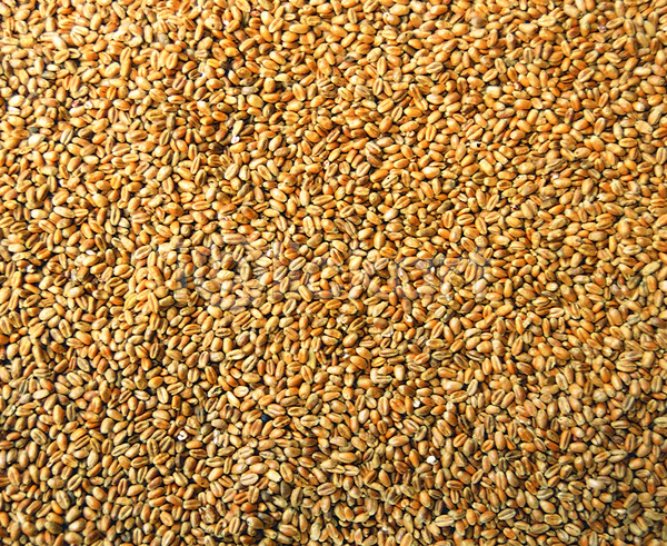 사람없음 JPG 포토 갈색 곡류 낟알 농작물 다수 밀 백그라운드 식물 식용식물 식재료 여러개 열매 음식 잡곡