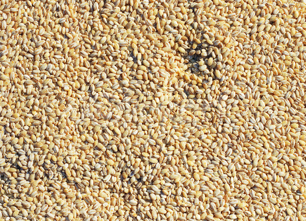 사람없음 JPG 포토 곡류 낟알 농작물 다수 백그라운드 보리 식재료 씨앗 알맹이 여러개 음식 잡곡 재료