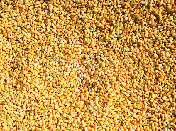 사람없음 JPG 포토 곡류 낟알 노란색 농작물 다수 백그라운드 식재료 쌀 씨앗 알맹이 여러개 음식 잡곡 재료 컬러 현미