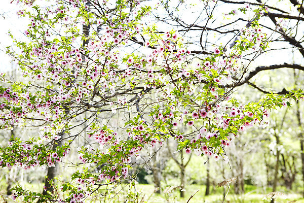 사람없음 JPG 포토 꽃 꽃나무 나무 나뭇가지 분홍색 식물 야외 자연 풍경(경치)
