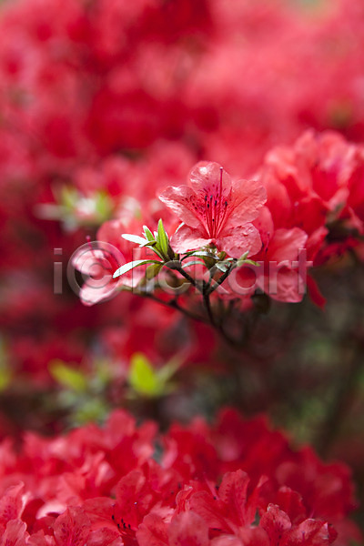 JPG 포토 꽃 꽃밭 봄풍경 빨간색 식물 야외 자연 철쭉 풍경(경치)