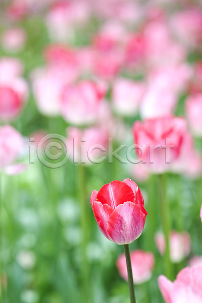 사람없음 JPG 포토 계절 꽃 꽃밭 봄 봄풍경 분홍색 식물 야외 자연 튤립 풍경(경치)