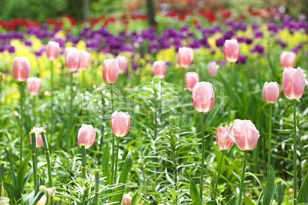 사람없음 JPG 포토 계절 꽃 꽃밭 봄 봄풍경 식물 야외 자연 튤립 풍경(경치)