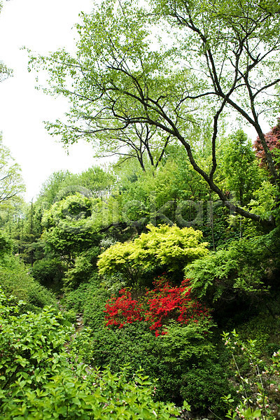 사람없음 JPG 포토 계절 나무 봄 봄풍경 숲 식물 야외 자연 풀(식물) 풍경(경치)