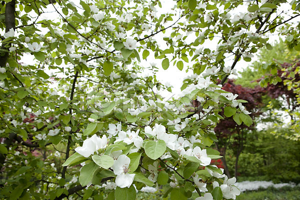 사람없음 JPG 포토 계절 꽃 꽃나무 꽃밭 나뭇가지 배꽃 배나무 봄 봄풍경 식물 야외 자연 풍경(경치) 흰색