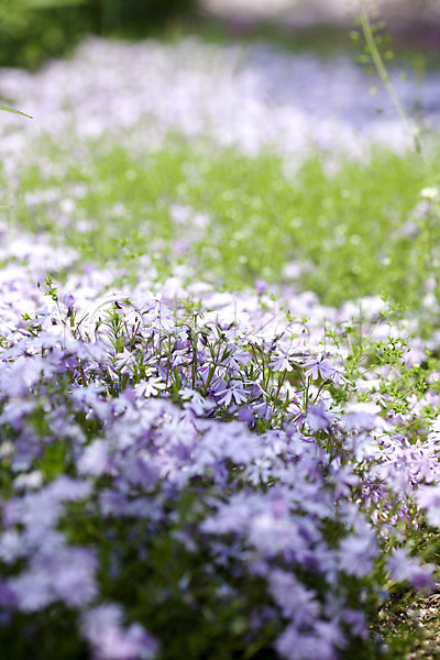 사람없음 JPG 포토 계절 꽃 꽃밭 봄 봄풍경 식물 야외 자연 풍경(경치)