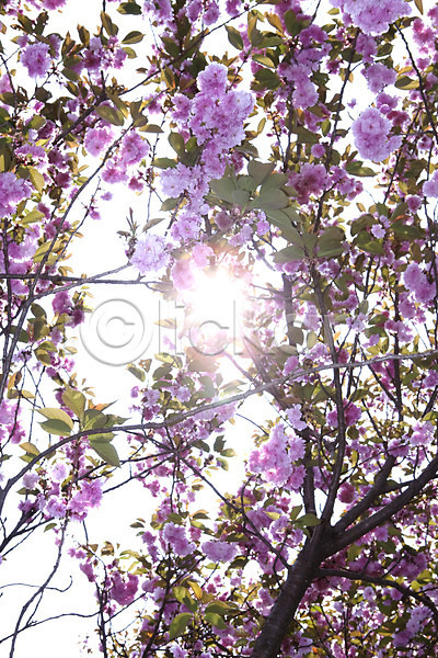 사람없음 JPG 포토 계절 꽃 꽃나무 나무 나뭇가지 봄 봄풍경 분홍색 빛 식물 야외 자연 풍경(경치) 햇빛