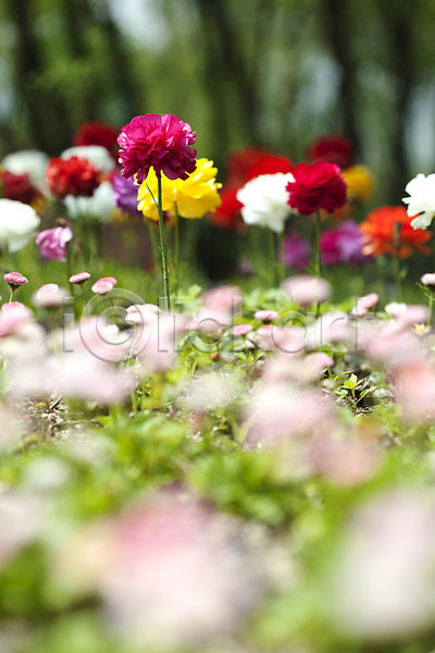 사람없음 JPG 포토 계절 꽃 꽃밭 노란색 데이지 봄 봄풍경 빨간색 식물 야외 자연 작약 풍경(경치)