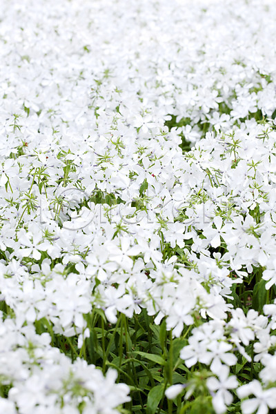 사람없음 JPG 포토 계절 꽃 꽃고비 꽃밭 봄 봄풍경 블루퍼펙션 식물 야외 자연 풍경(경치) 플록스