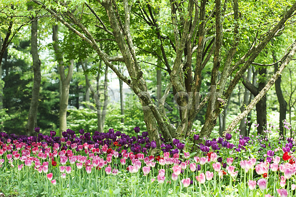 사람없음 JPG 포토 계절 꽃 꽃밭 나무 봄 봄풍경 분홍색 식물 야외 자연 튤립 풍경(경치)