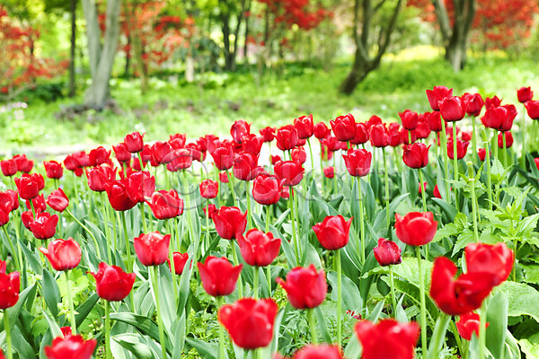 사람없음 JPG 포토 계절 꽃 꽃밭 봄 봄풍경 빨간색 식물 야외 자연 튤립 풍경(경치)