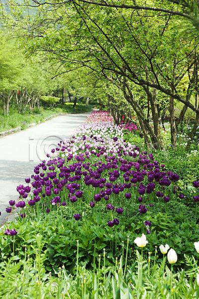 사람없음 JPG 포토 계절 길 꽃 꽃밭 나무 봄 봄풍경 식물 야외 자연 튤립 풍경(경치)