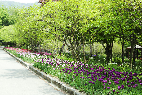 사람없음 JPG 포토 계절 길 꽃 꽃밭 나무 봄 봄풍경 식물 야외 자연 튤립 풍경(경치)