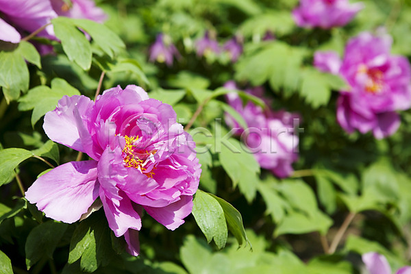 사람없음 JPG 포토 계절 꽃 꽃밭 봄 봄풍경 분홍색 식물 야외 자연 작약 풍경(경치)