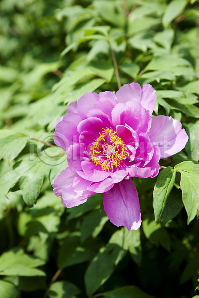 사람없음 JPG 포토 계절 꽃 봄 봄풍경 분홍색 식물 야외 자연 작약 풍경(경치)