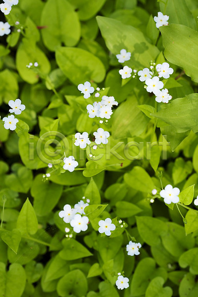 사람없음 JPG 포토 계절 꽃 꽃밭 봄 봄풍경 식물 야외 자연 풍경(경치) 하늘색