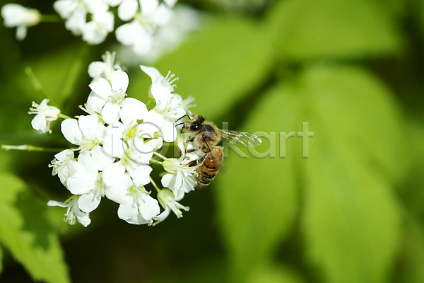 사람없음 JPG 포토 계절 곤충 꽃 꿀벌 백리향 벌(곤충) 봄 봄풍경 식물 야외 자연 풍경(경치) 한마리 흰색