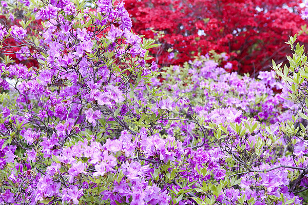 사람없음 JPG 포토 계절 꽃 꽃밭 봄 봄풍경 분홍색 빨간색 식물 야외 자연 진달래 철쭉 풍경(경치)