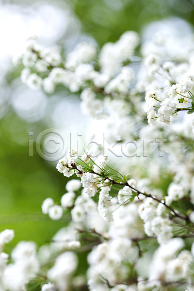 사람없음 JPG 포토 계절 꽃 꽃나무 꽃밭 봄 봄풍경 식물 야외 자연 풍경(경치)