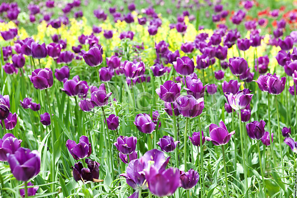 사람없음 JPG 포토 계절 꽃 꽃밭 봄 봄풍경 식물 야외 자연 튤립 풍경(경치)