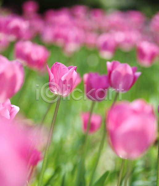 사람없음 JPG 포토 계절 꽃 꽃밭 봄 봄풍경 분홍색 식물 야외 자연 튤립 풍경(경치)