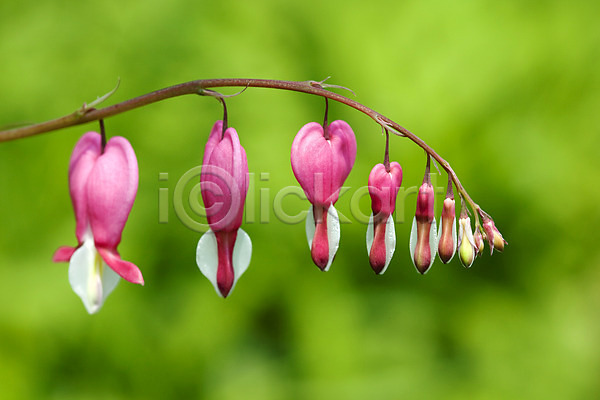 사람없음 JPG 포토 계절 금낭화 꽃 봄 봄풍경 분홍색 식물 야외 자연 풍경(경치)