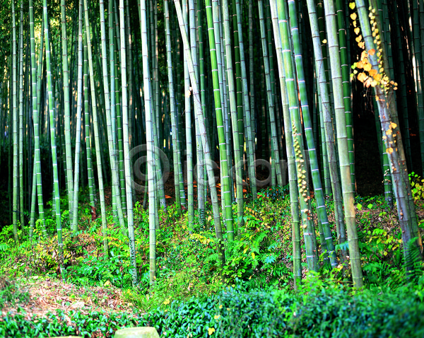 사람없음 JPG 포토 기둥 나무 나무기둥 대나무 대나무숲 숲 숲속 식물 야외 여러그루 자연 주간 초록색 컬러 풀(식물) 풍경(경치)