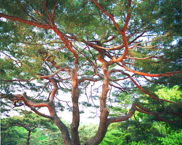 사람없음 JPG 포토 나무 나뭇가지 산 소나무 솔 숲 식물 야외 자연 주간 초록색 컬러 풍경(경치)