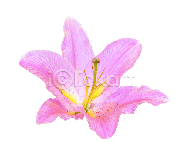 사람없음 JPG 포토 꽃 꽃술(꽃) 꽃잎 누끼 백합(꽃) 분홍색 식물 컬러 한송이 화초