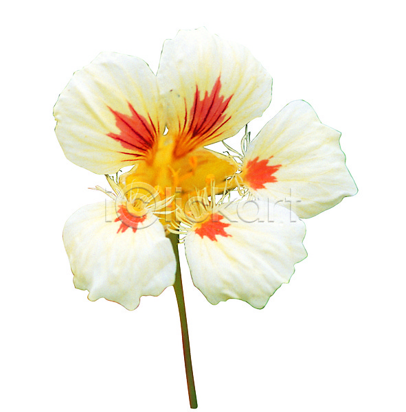 사람없음 JPG 포토 꽃 꽃술(꽃) 꽃잎 누끼 식물 암술 컬러 한송이 화초 흰색