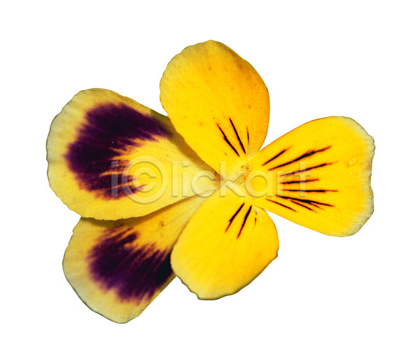 사람없음 JPG 포토 꽃 꽃잎 노란색 누끼 식물 컬러 한송이 화초