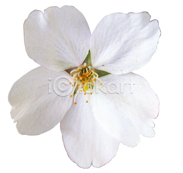 사람없음 JPG 포토 계절 꽃 꽃잎 누끼 벚꽃 봄 봄꽃 식물 컬러 한송이 화초 흰색