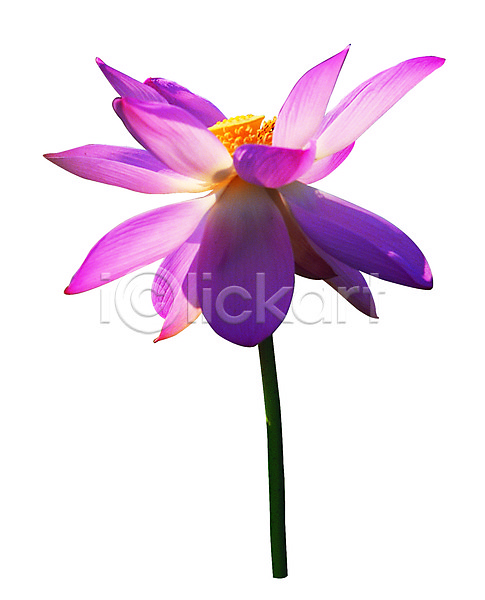 사람없음 JPG 포토 꽃 누끼 분홍색 수중동물 수중식물 식물 연꽃(꽃) 컬러 한송이 화초