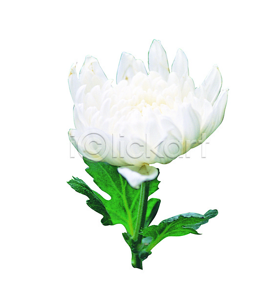 사람없음 JPG 포토 국화 꽃 누끼 대국 식물 컬러 한송이 화초 흰색