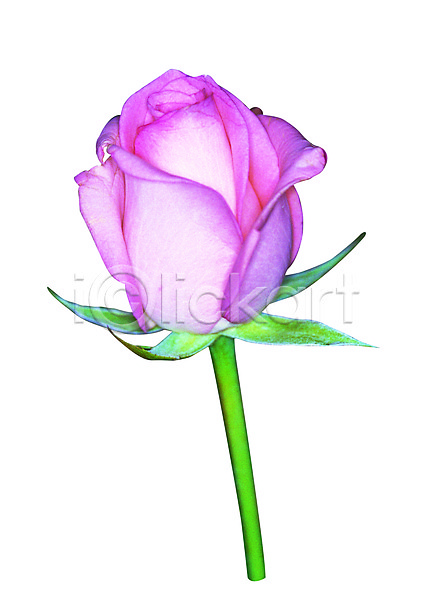 사람없음 JPG 포토 꽃 누끼 분홍색 식물 장미 컬러 한송이 화초