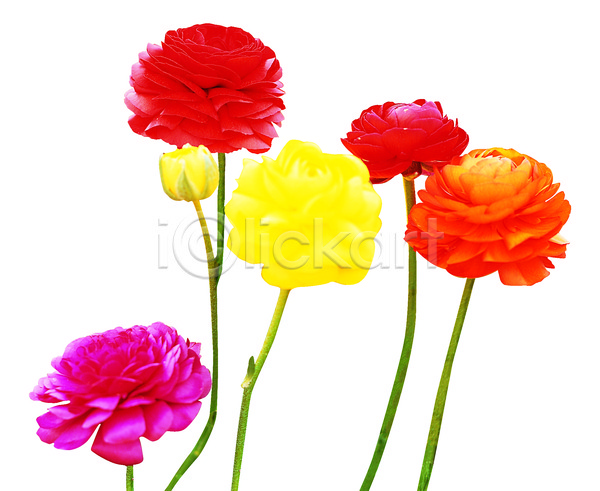 사람없음 JPG 포토 꽃 노란색 누끼 분홍색 빨간색 식물 여러송이 장미 주황색 컬러 컬러풀 화초