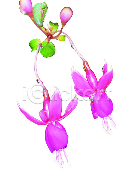 사람없음 JPG 포토 꽃 누끼 두송이 몽오리 물방울 봉오리 분홍색 식물 이슬 잎 컬러 화초